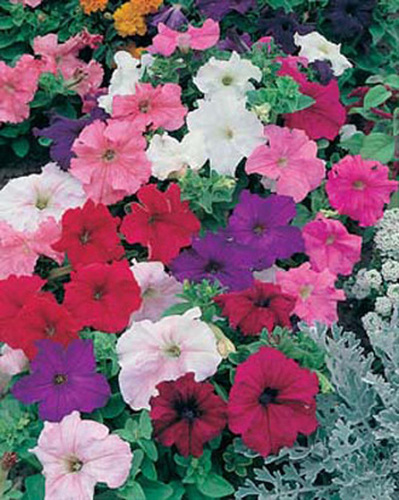 Petunia Single Grandiflora Mix