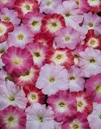 Petunia Single Multiflora Mix
