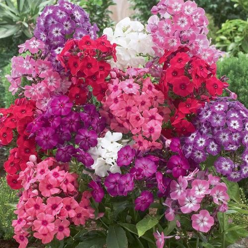 Phlox Seeds