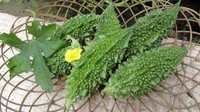 Bitter Gourd Seeds