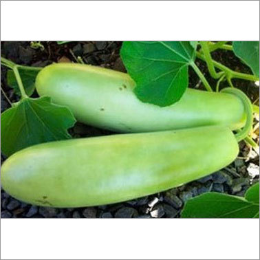 Bottle Gourd Seeds Bottle Gourd Seeds
