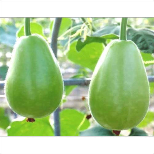 Round Bottle Gourd Showing Seeds Round Bottle Gourd Showing Seeds