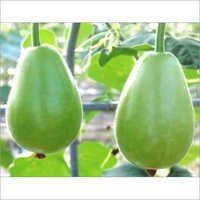 Round Bottle Gourd Seeds