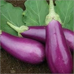 Brinjal Showing Seeds for cultivation Brinjal Showing Seeds for cultivation
