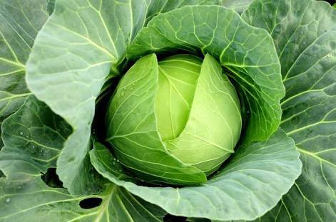 Cabbage Seeds Cabbage Seeds