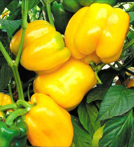Yellow Capsicum Seeds Yellow Capsicum Seeds