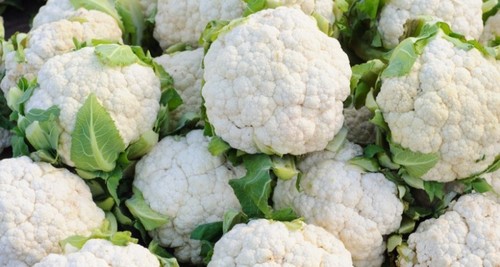 Cauliflower Seeds Cauliflower Seeds