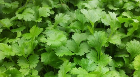 Coriander Seeds Coriander Seeds