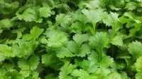 Coriander Seeds - 10 Grams Organic Vegetable Seeds | High Purity, Easy To Sow, Long Shelf Life, Disease Resistance