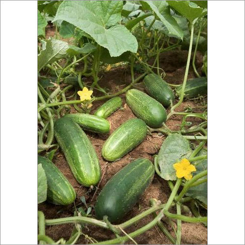Cucumber Showing Seeds Cucumber Showing Seeds