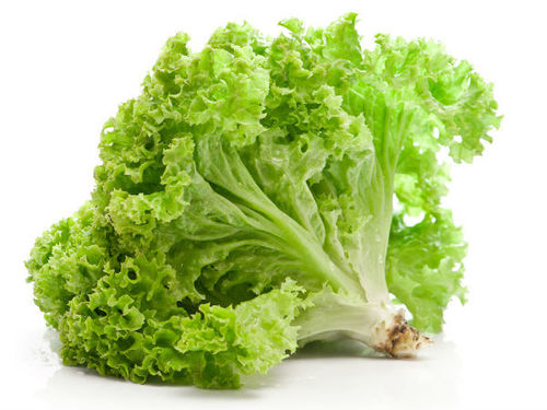 Lettuce Seeds for sowing Lettuce Seeds for sowing