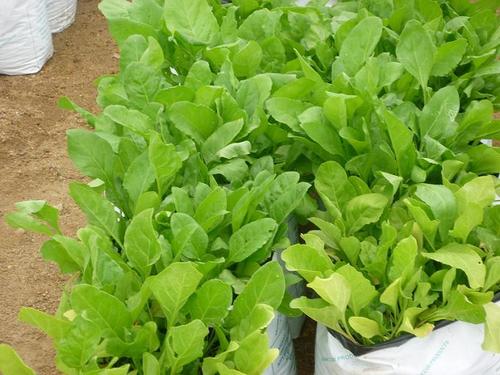 Spinach Seeds Spinach Seeds