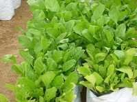 Spinach Seeds - High Nutritional Value Vegetable Seeds | Excellent Heat And Drought Resistance, Ideal For Home Gardens And Pots