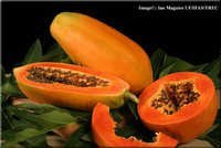 Papaya Seeds - Organic 10 Grams | High Yielding, Uniform Size, Disease Resistant, Nutrient Rich