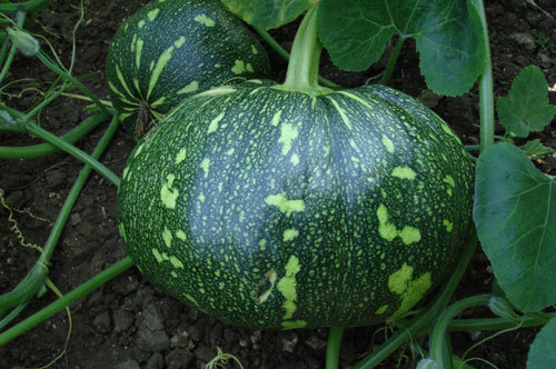 Pumpkin Seeds for sowing Pumpkin Seeds for sowing