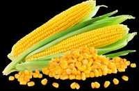 Sweet Corn Seeds - 10 Grams (g) | Hygienically Packed, Resistant To Adverse Weather, Enhanced Shelf Life, Good Yield In Low Management Conditions