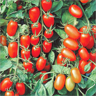 Tomato Cherry Seeds for sowing Tomato Cherry Seeds for sowing