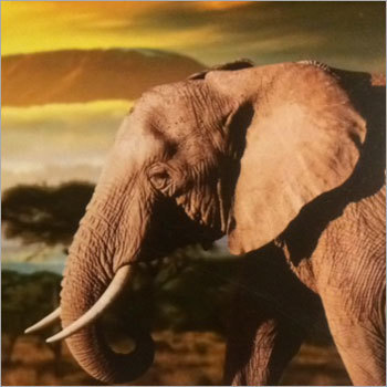 Animal Wallpapers
