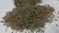 Cumin Seeds Exporter