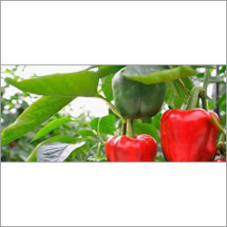 Capsicum Extract