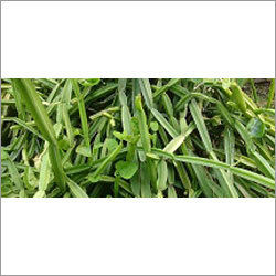 Cissus Extract