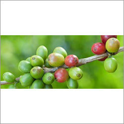 Coffee Beans Extract By BIO MED INGREDIENTS