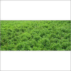 Coleus ForsKohlii Extract