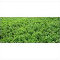 Coleus ForsKohlii Extract