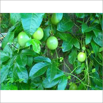 Fresh Passion Fruit Extract