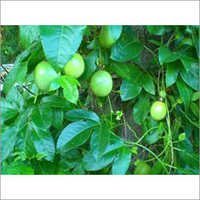 Fresh Passion Fruit Extract