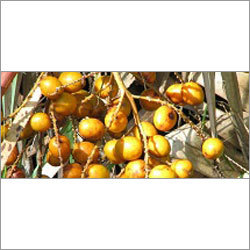 Saw Palmet Extract