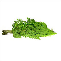 Moringa Leaves Extract By BIO MED INGREDIENTS