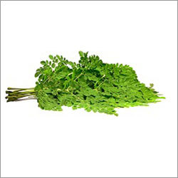 Moringa Leaves Extract