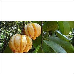 Garcinia Cambogia Extract