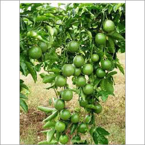 Passion Extract