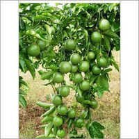 Passion Extract