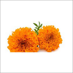 Luetin Extract