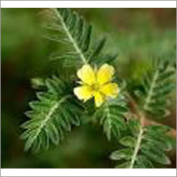Tribulus Terrestris Extract