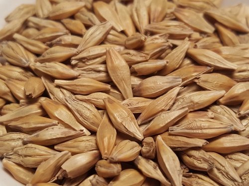 Barley Seeds