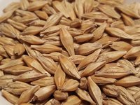 Barley Seeds Admixture (%): 1%