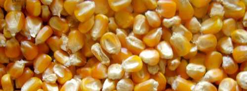 Yellow Maize
