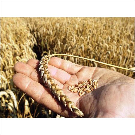 Wheat Grain Seeds
