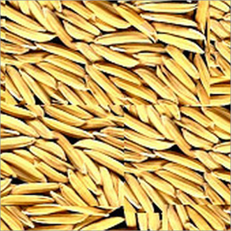 Paddy Seeds