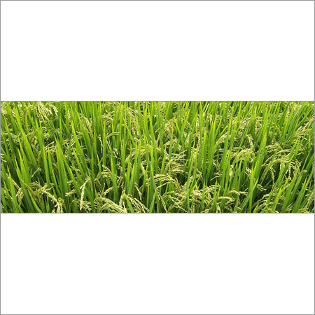 Hybrid Paddy Seeds