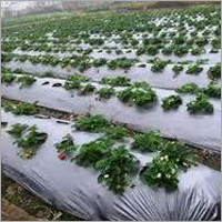 Mulch Film