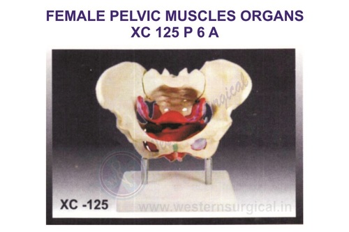 Female Pelvic Muscles And Organs