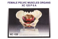 Female Pelvic Muscles And Organs