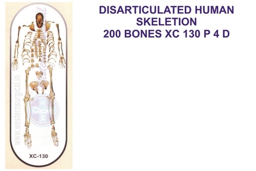 Disarticulated skeleton with skull