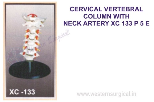 Cervical vertebral column with neck artery, occipital, herniated disc and nerves.