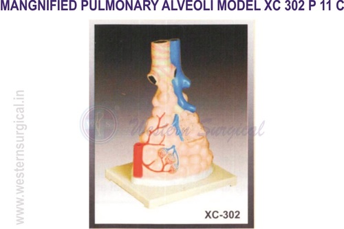 Pulmonary Alveoli Model Magnified